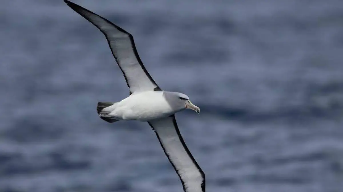 nueva especie de ave en mexico (6)