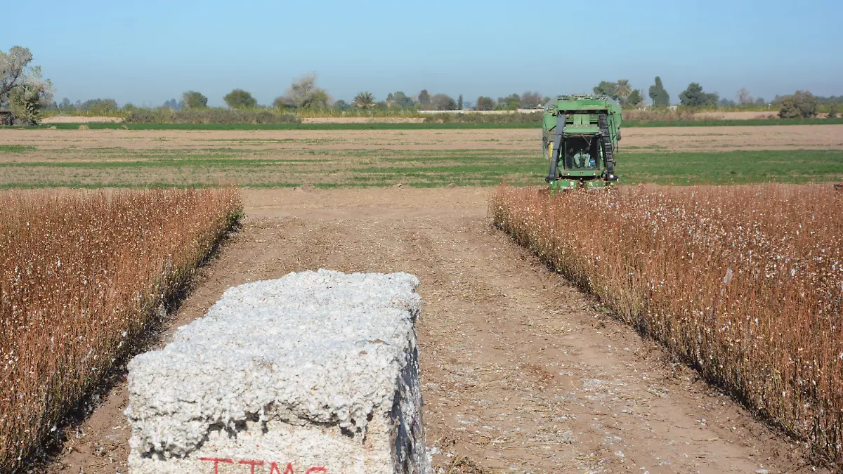 El precio del algodón cayó a su nivel más bajo en los últimos meses
