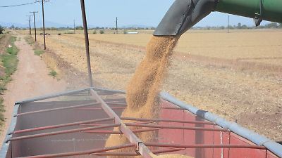 Programan 26 mil hectáreas para el ciclo agrícola 2025-2026 - Tribuna de San Luis | Noticias Locales, Policiacas, sobre México, Sonora y el Mundo