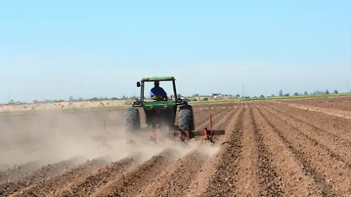 se han programado la siembra de 26 mil hectáreas VF (3)