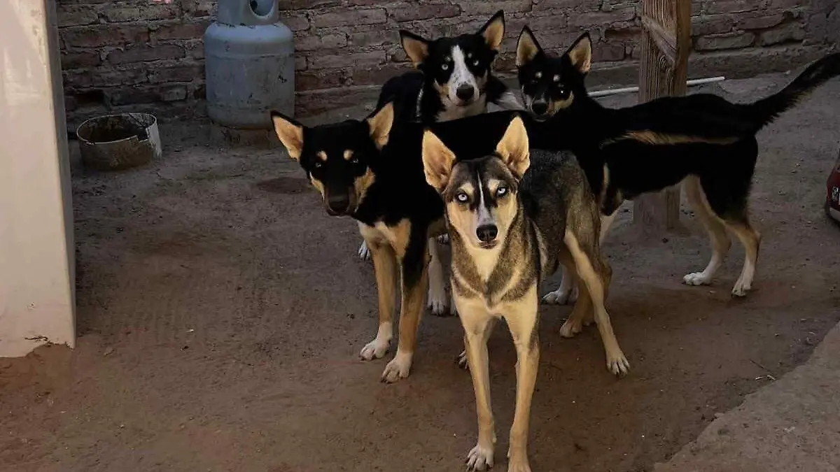 Todo listo para el Séptimo Adoptatón