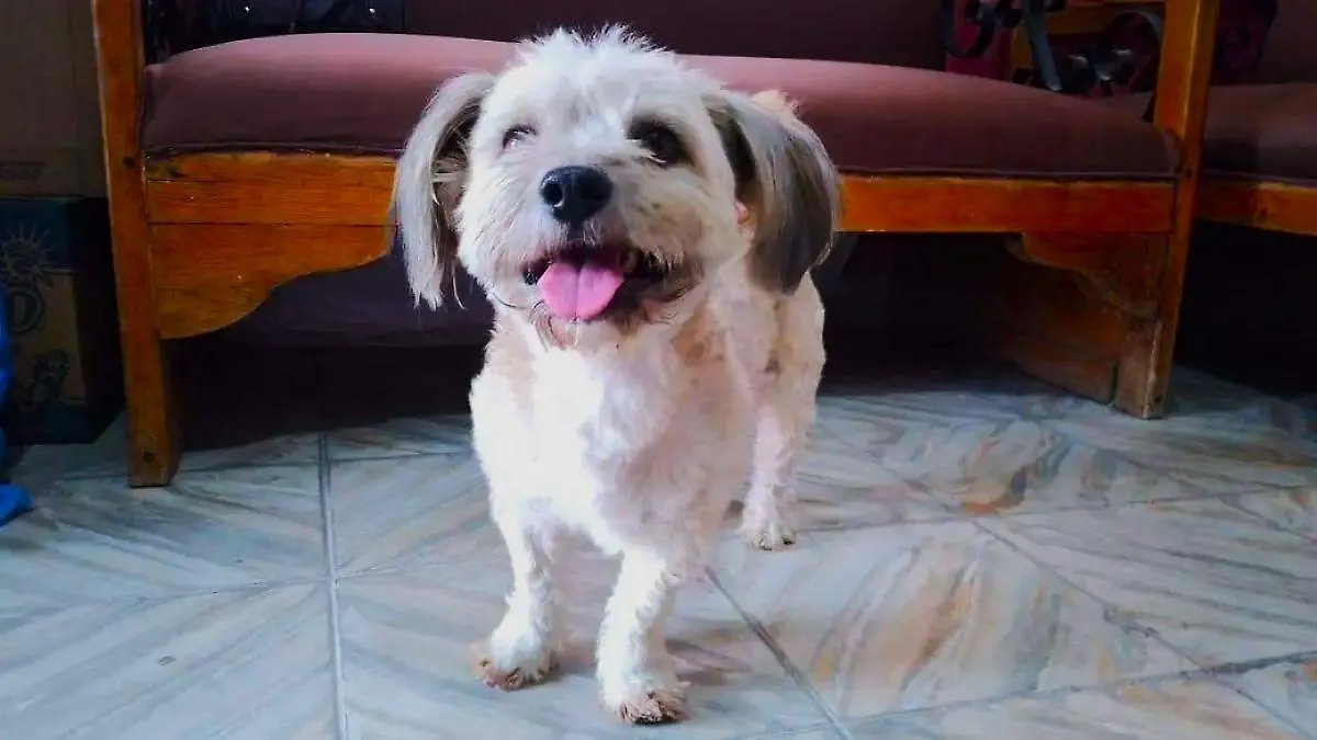 no tronar cuetes con mascotas  (2)