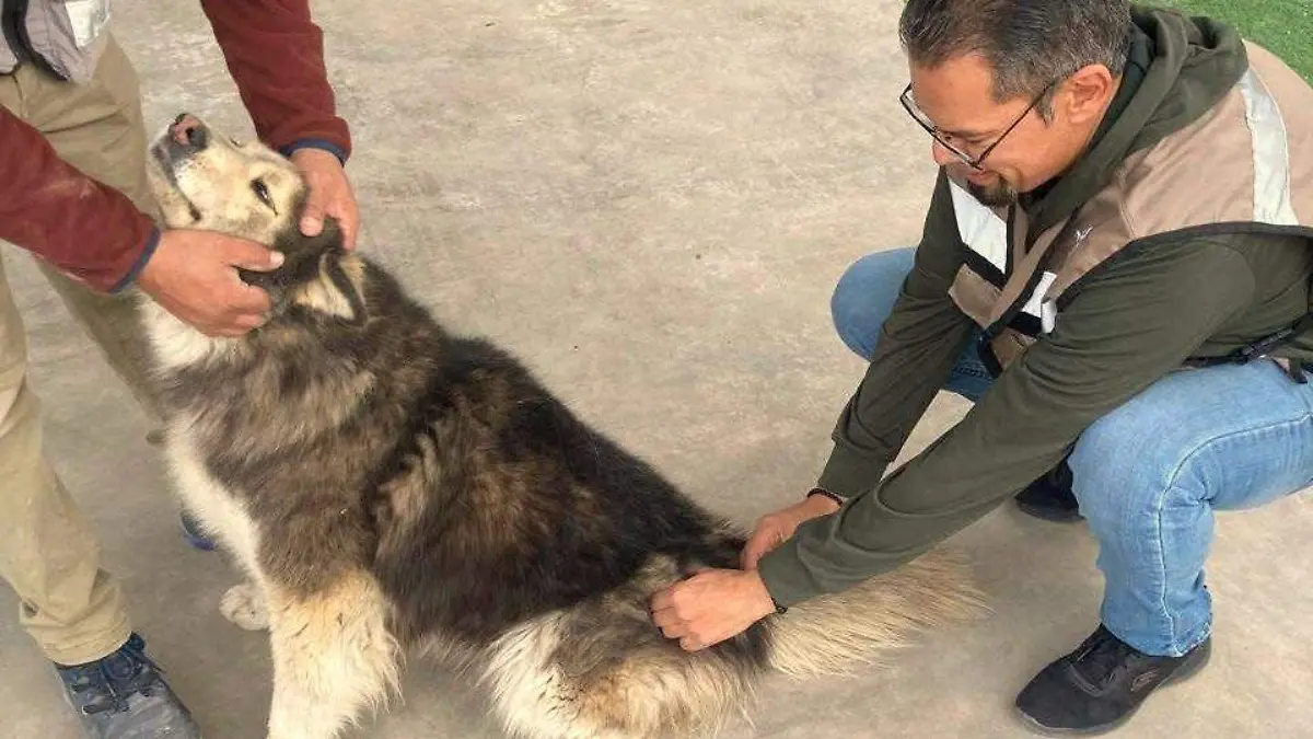 vectores del distrito de salud 06 se encuentran realizando acciones preventivas contra la rickettsia (3)