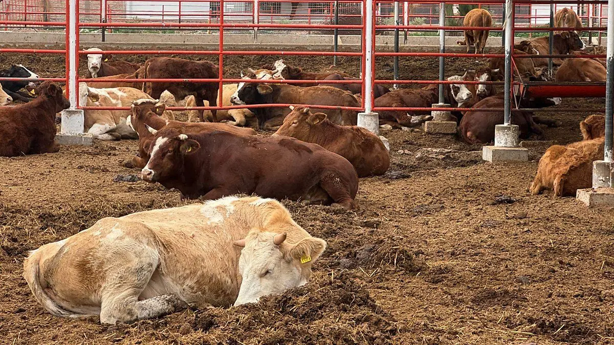 la Asociación Ganadera VF (1)