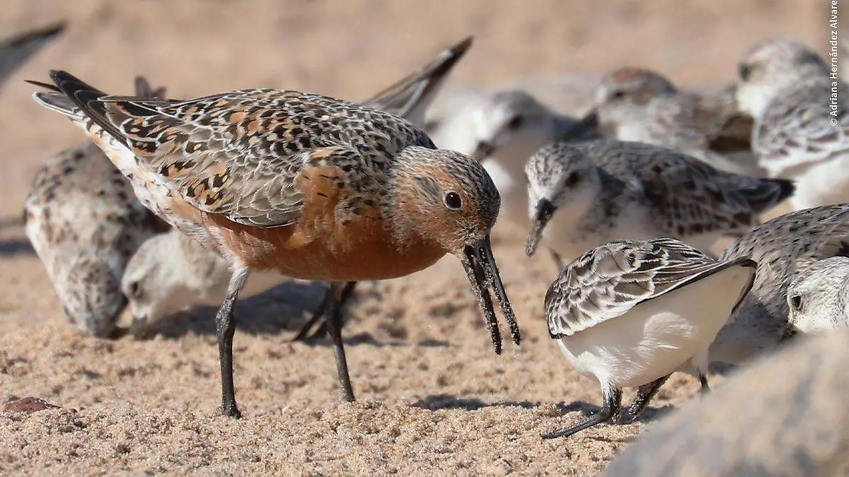 Playero-rojizo-adriana