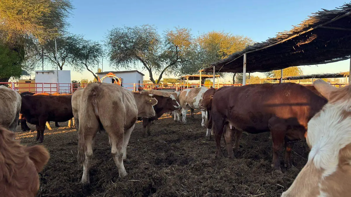 Posponen visita de directivos de Unión Ganadera VF (2)