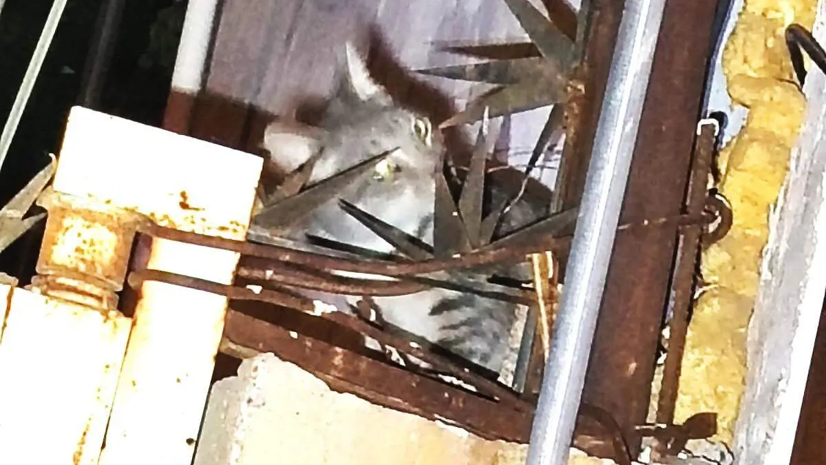 En peligro estuvo felino que subió a una barda