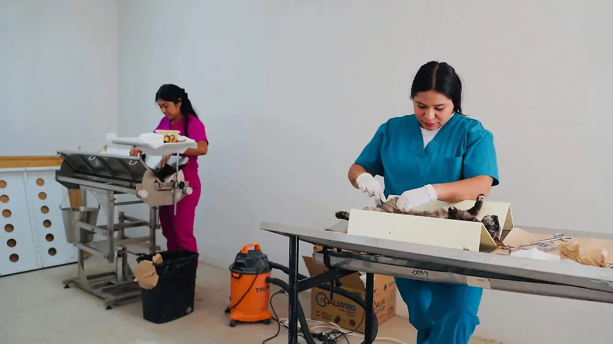 Esterelizacion de perros y gatos (3)