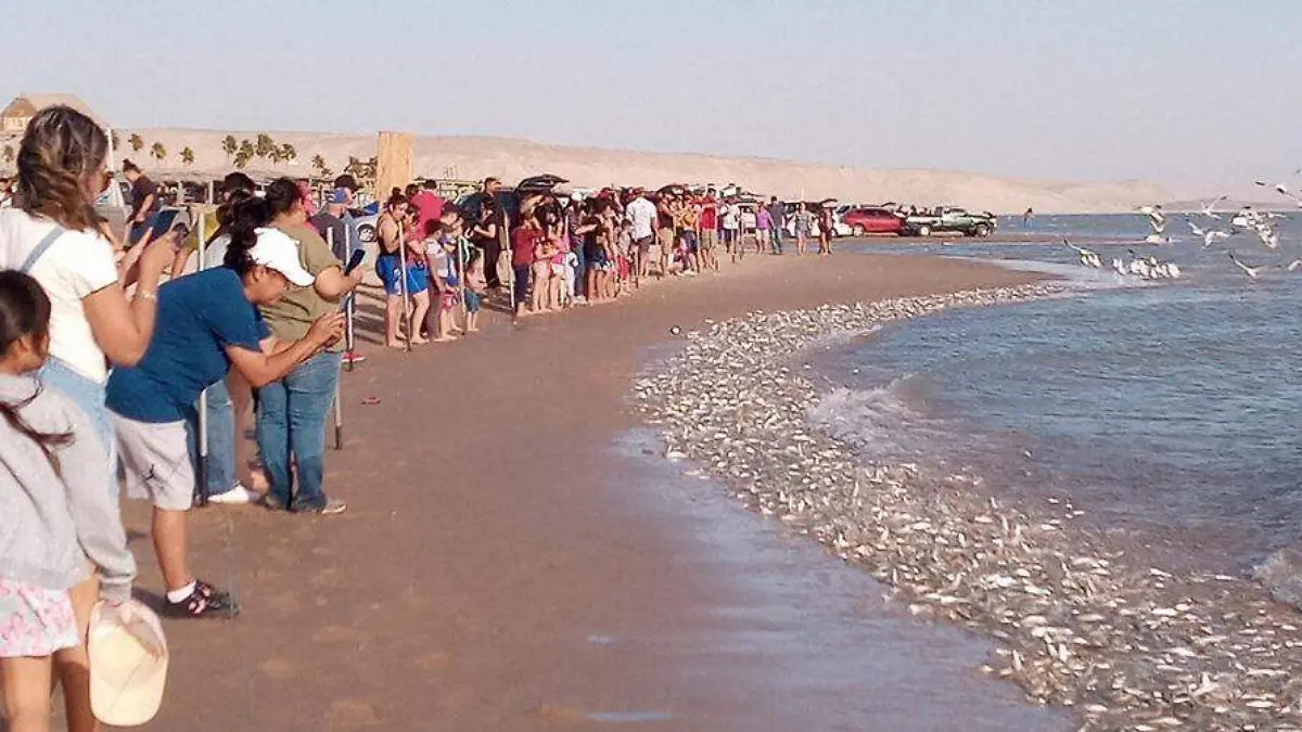 Se observan primeros desoves del pejerrey en el Golfo (3)