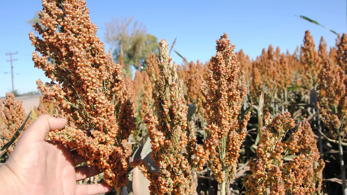 El sorgo, prácticamente está por desaparecer VF (3)