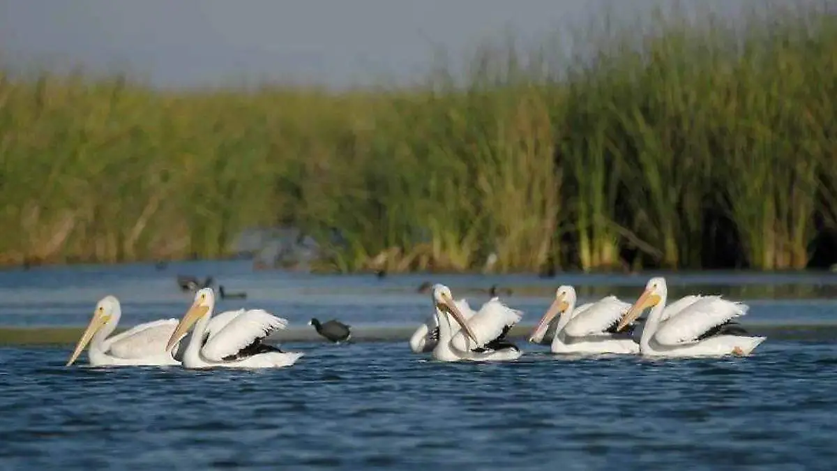 Días mundia de los humedales (3)