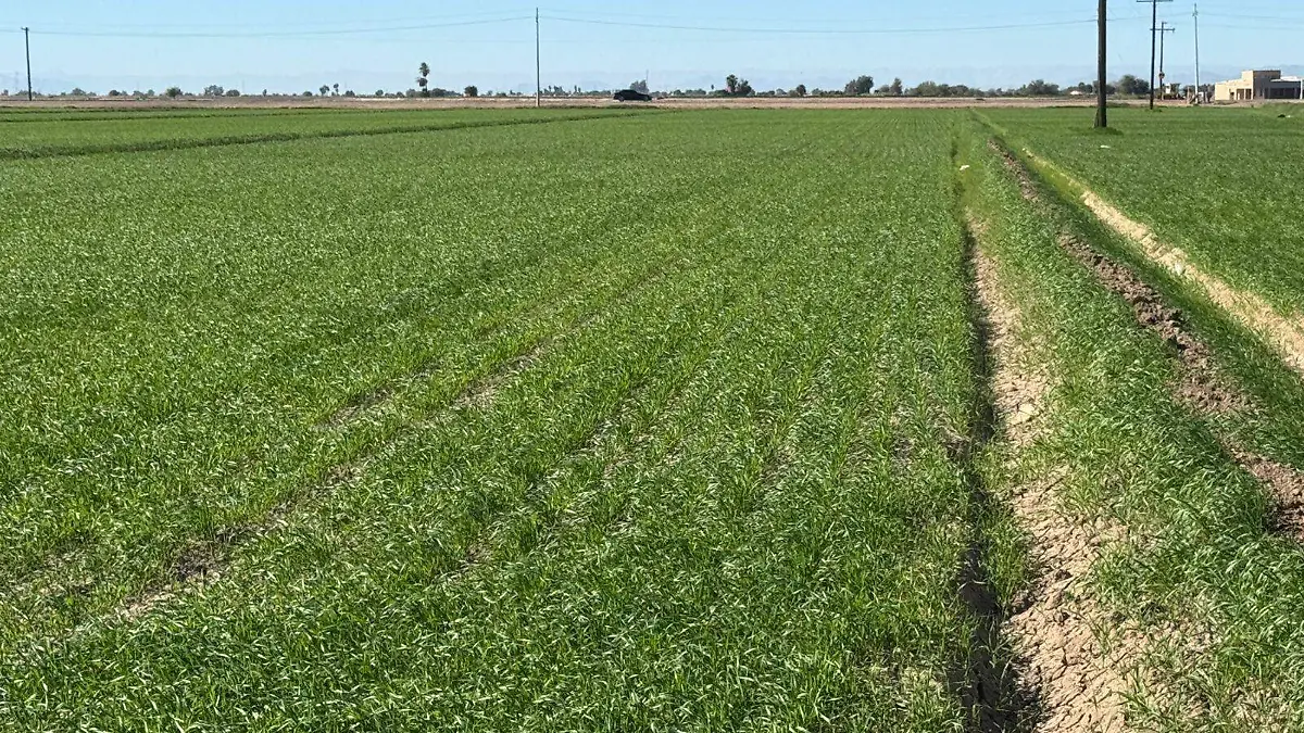  Temperaturas ha causado efectos negativos en la siembr (2)