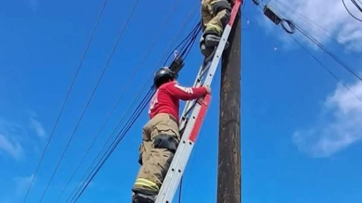 Bomberos rescatan mascotas en peligro (2)