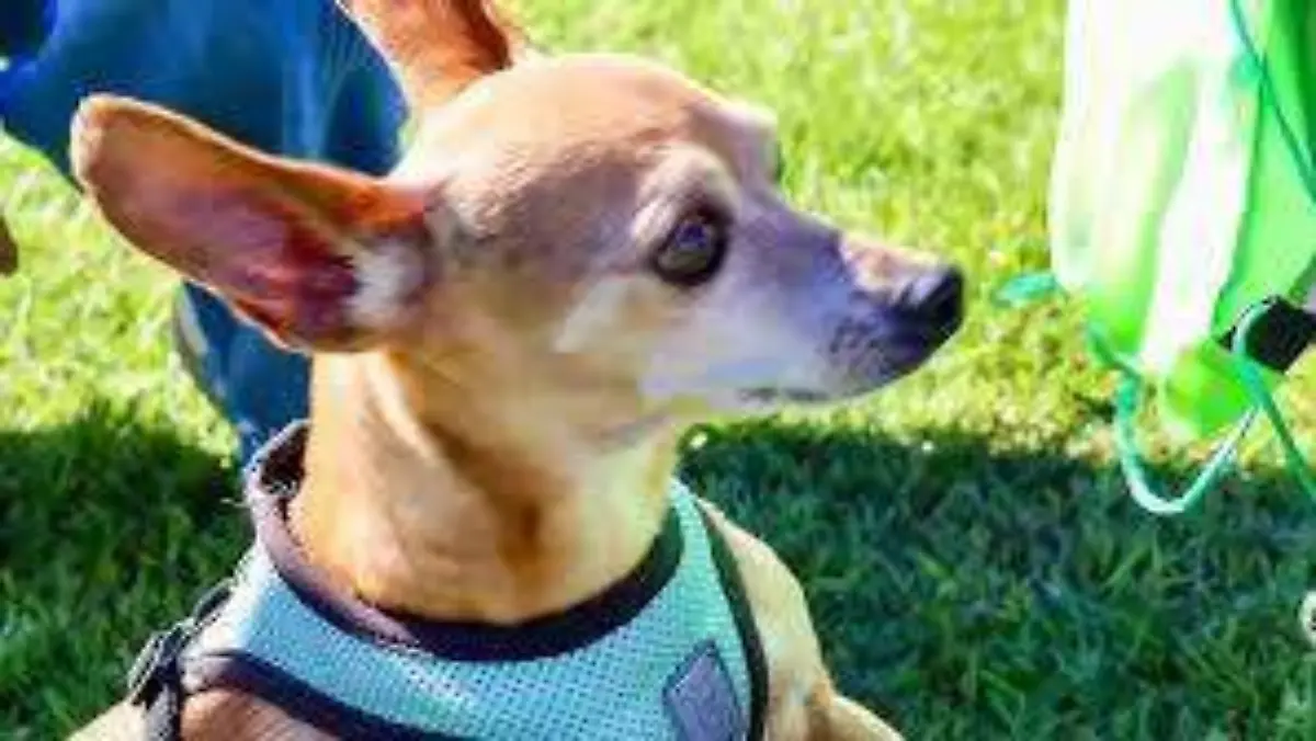 Vacuna de perros en SLAZ (2)