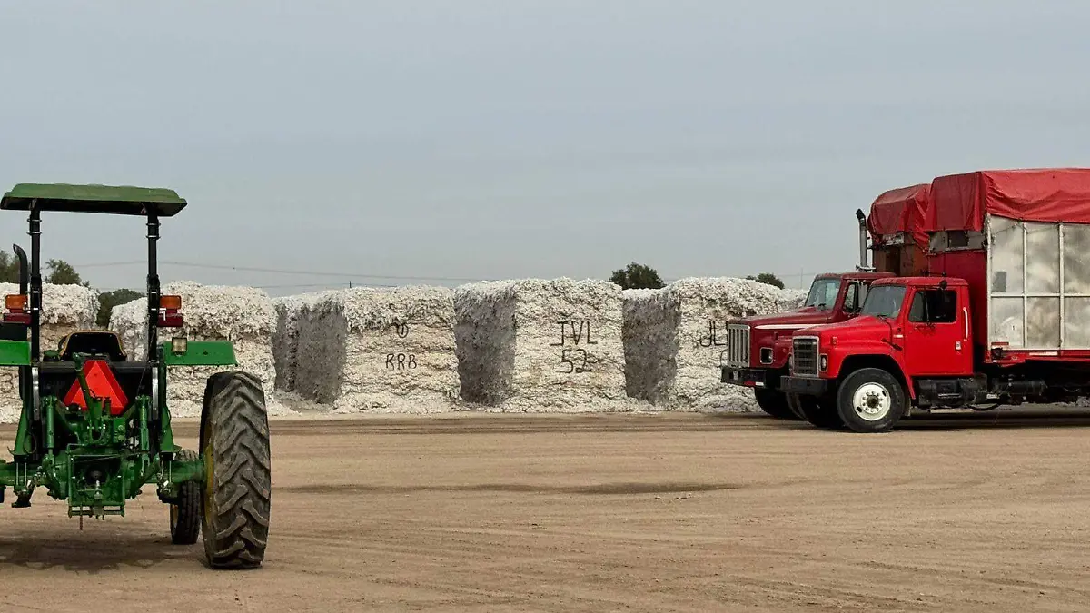  Precios y cosecha del algodón (3)