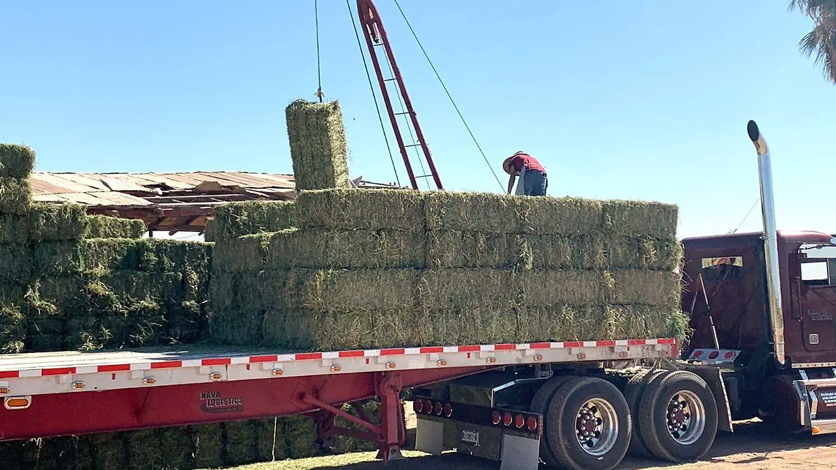 Alfalfa se ha revaluado con la venta del producto VF (1)