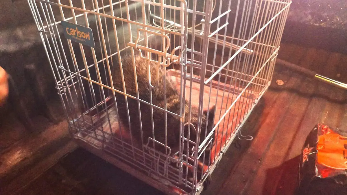 Huyeron 5 mapaches y 3 ya fueron atrapados