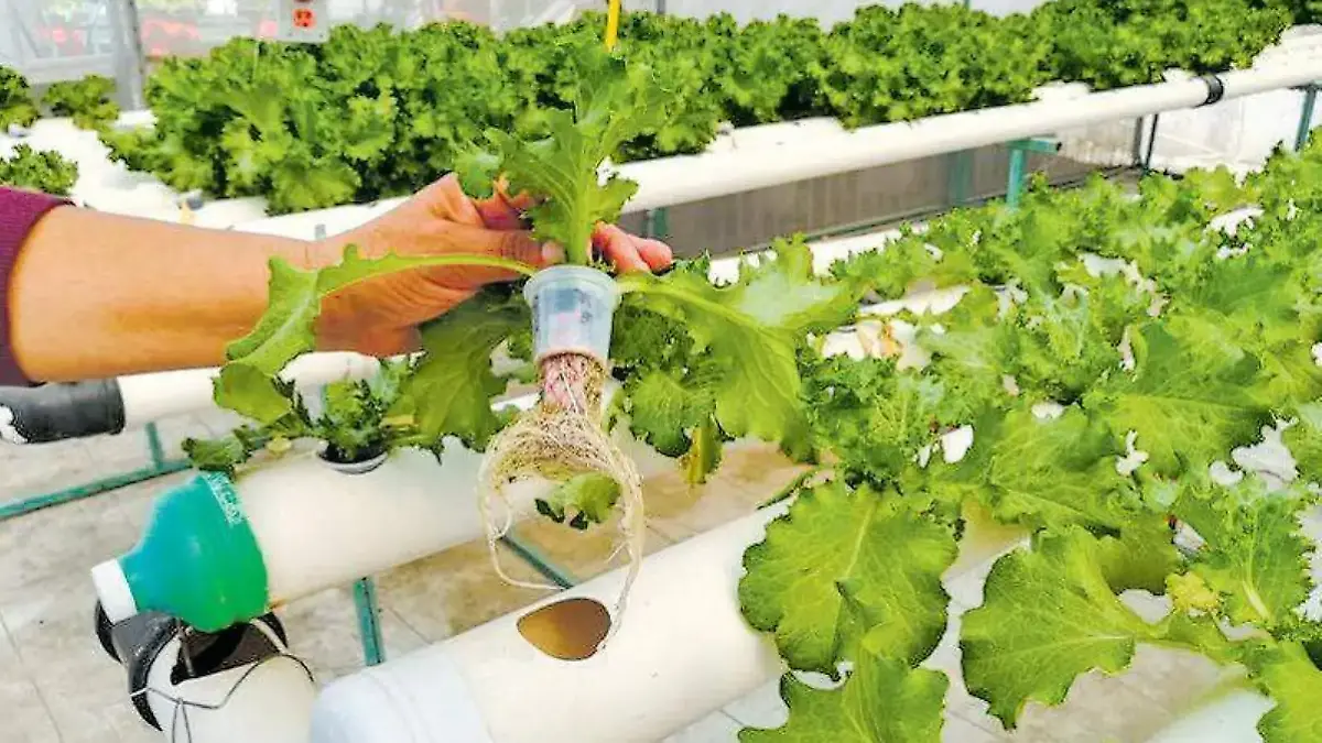 Captura de pantalla 2026-02-14 124028