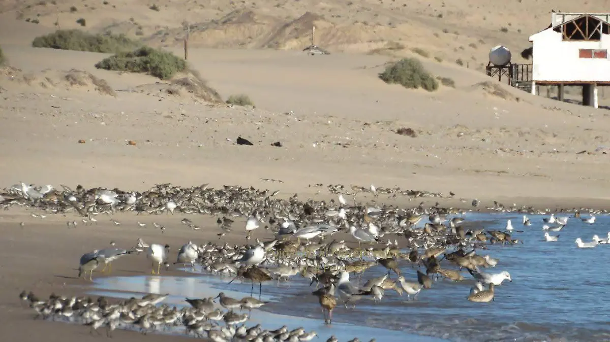 Limpian playas del Golfo de Santa Clara (5)