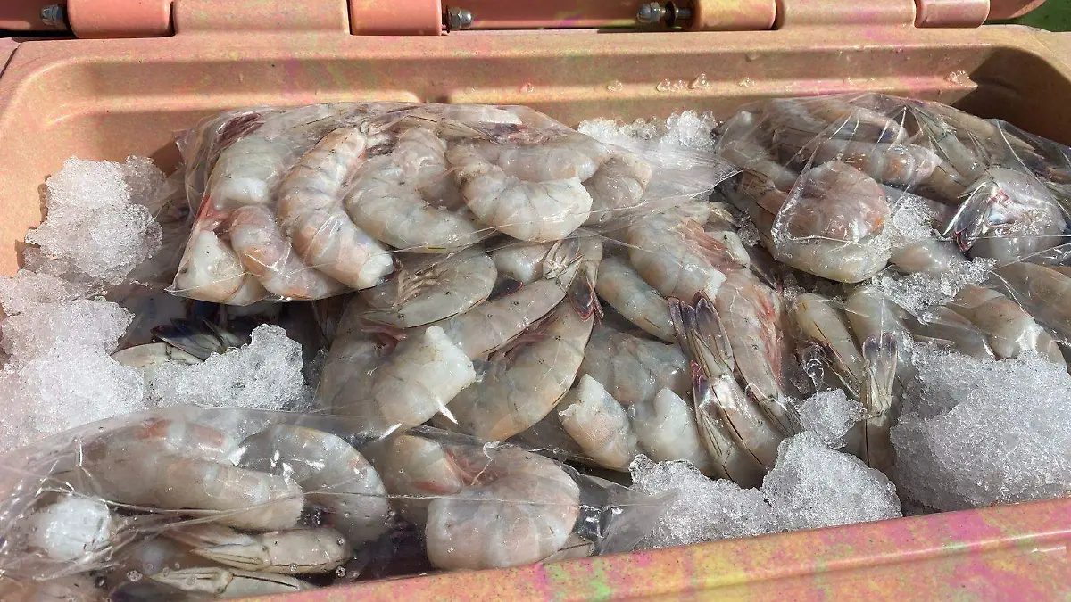 AGRO 2026 pesca de camarón Golfo de Santa Clara