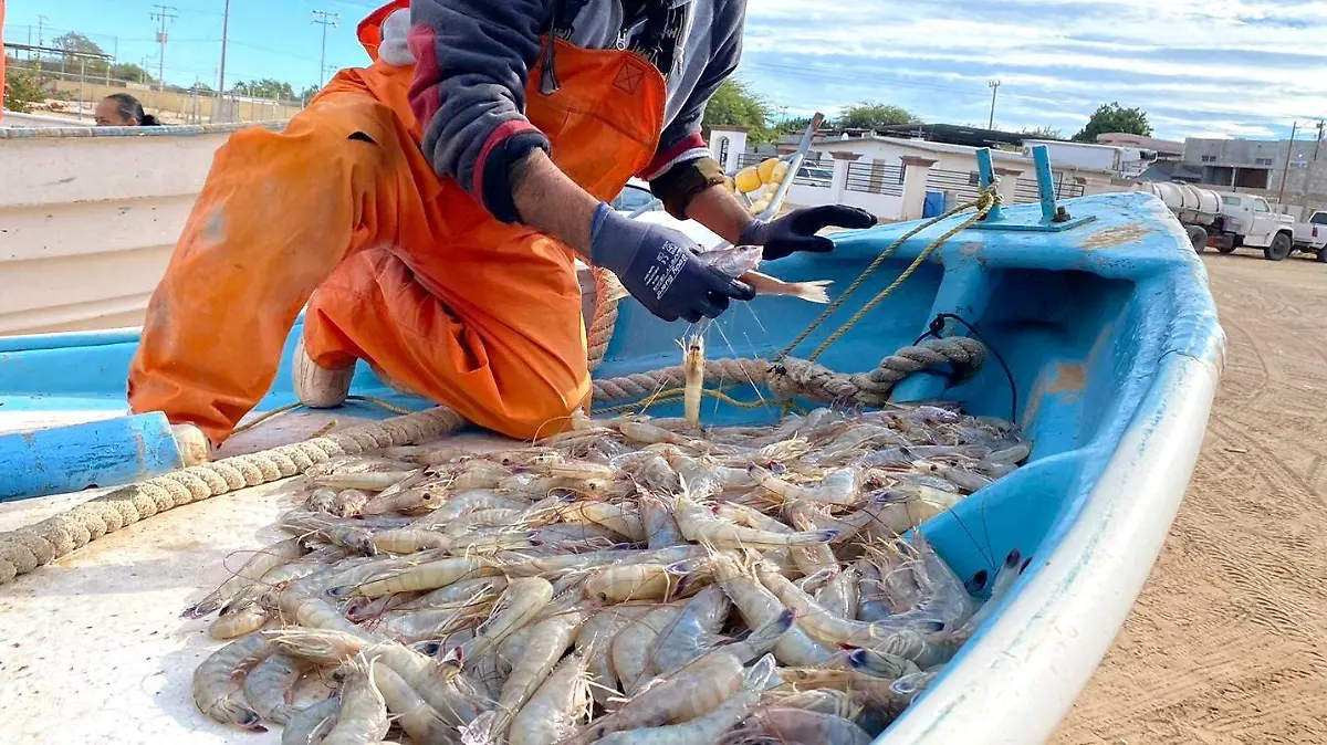 AGRO 2026 pesca de camarón Golfo de Santa Clara