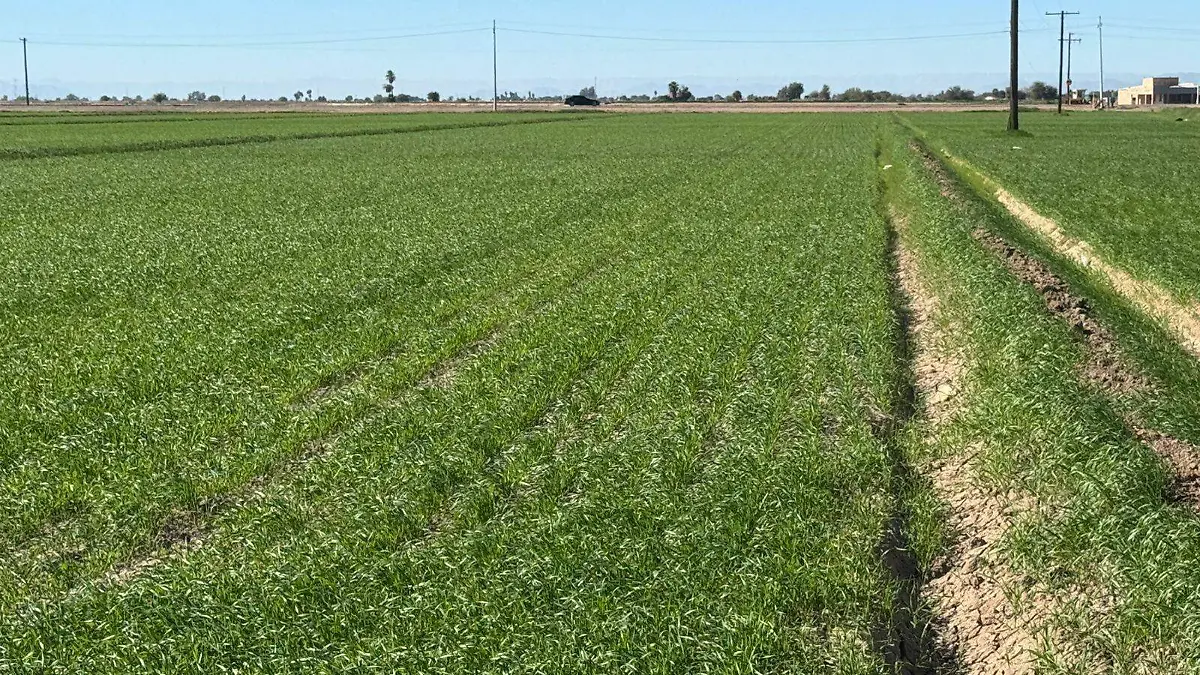 Desarrollo del trigo (2)