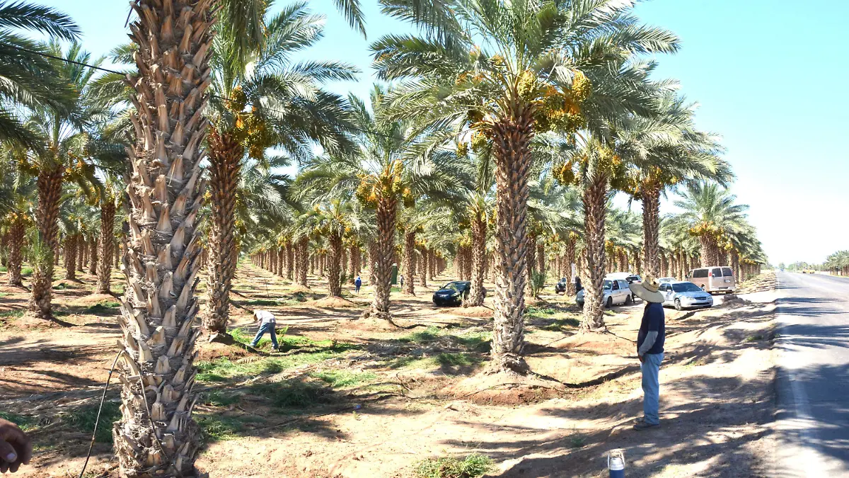 En el valle, destacan alfalfa, palma datilera y espárrago VF. (2)