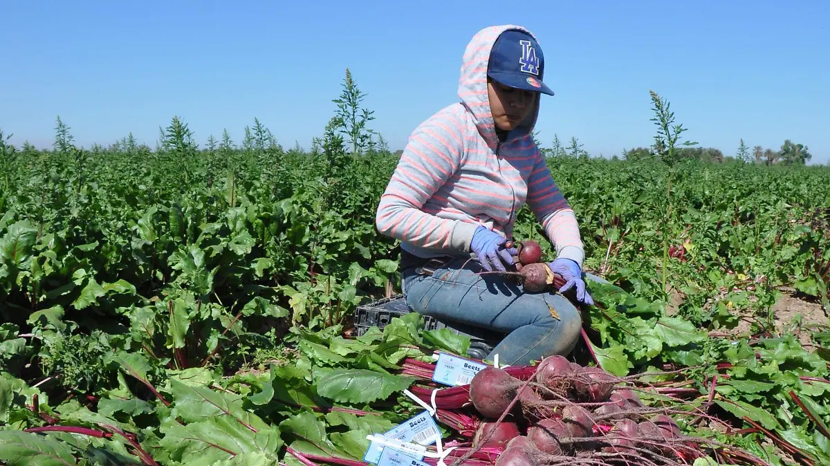 Población económica activa en Sonora