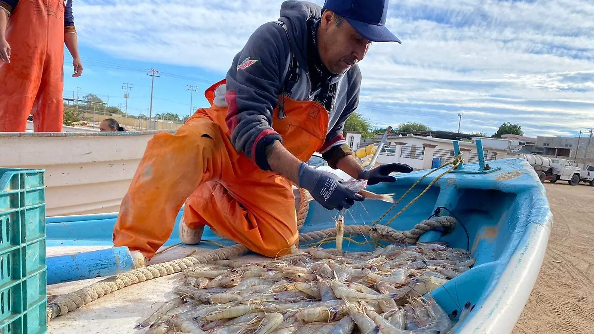 Amplian plazo de pesca de camarón VF (1)