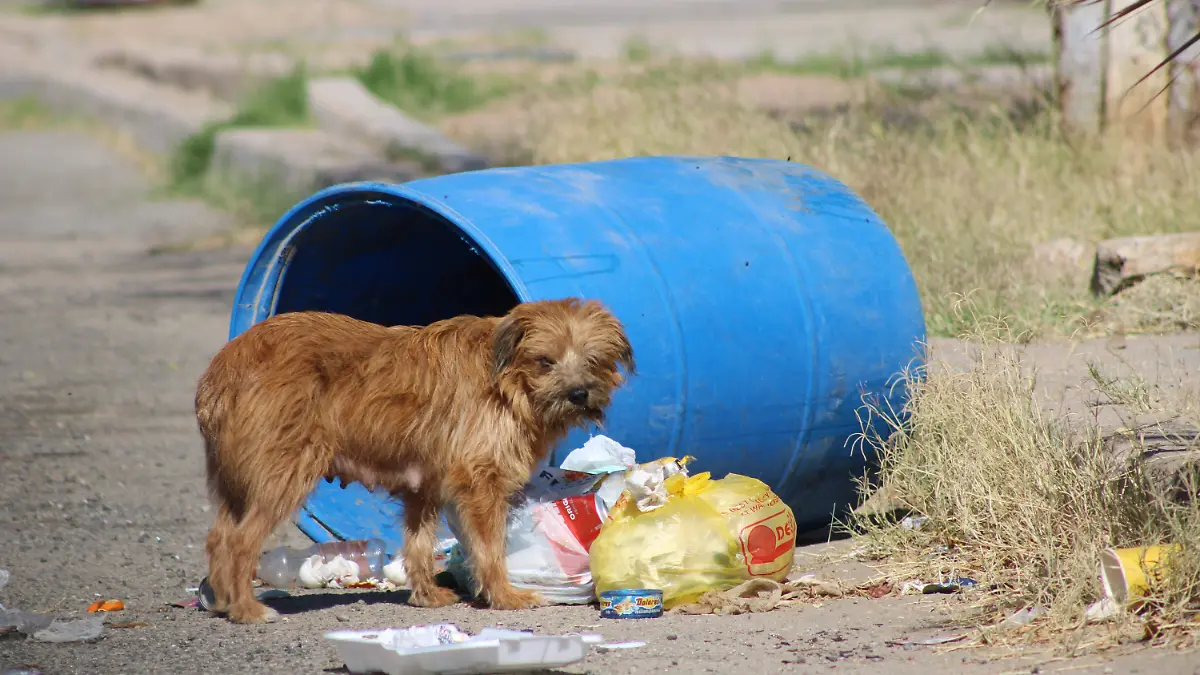 Responsabilidad en las mascotas