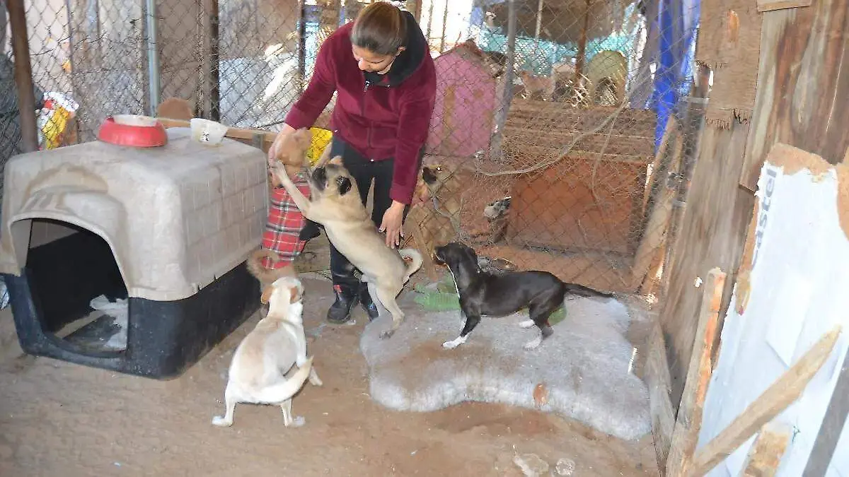 no tronar cuetes con mascotas  (1)