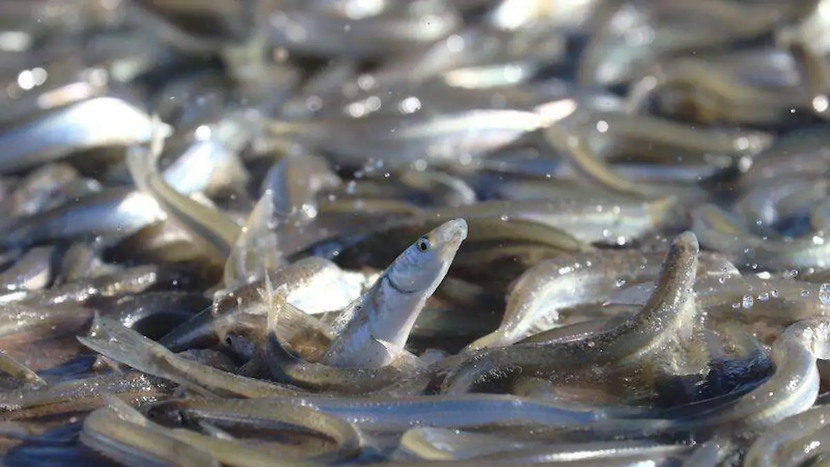 El pejerrey llegó al Golfo de Santa Clara VF (2)