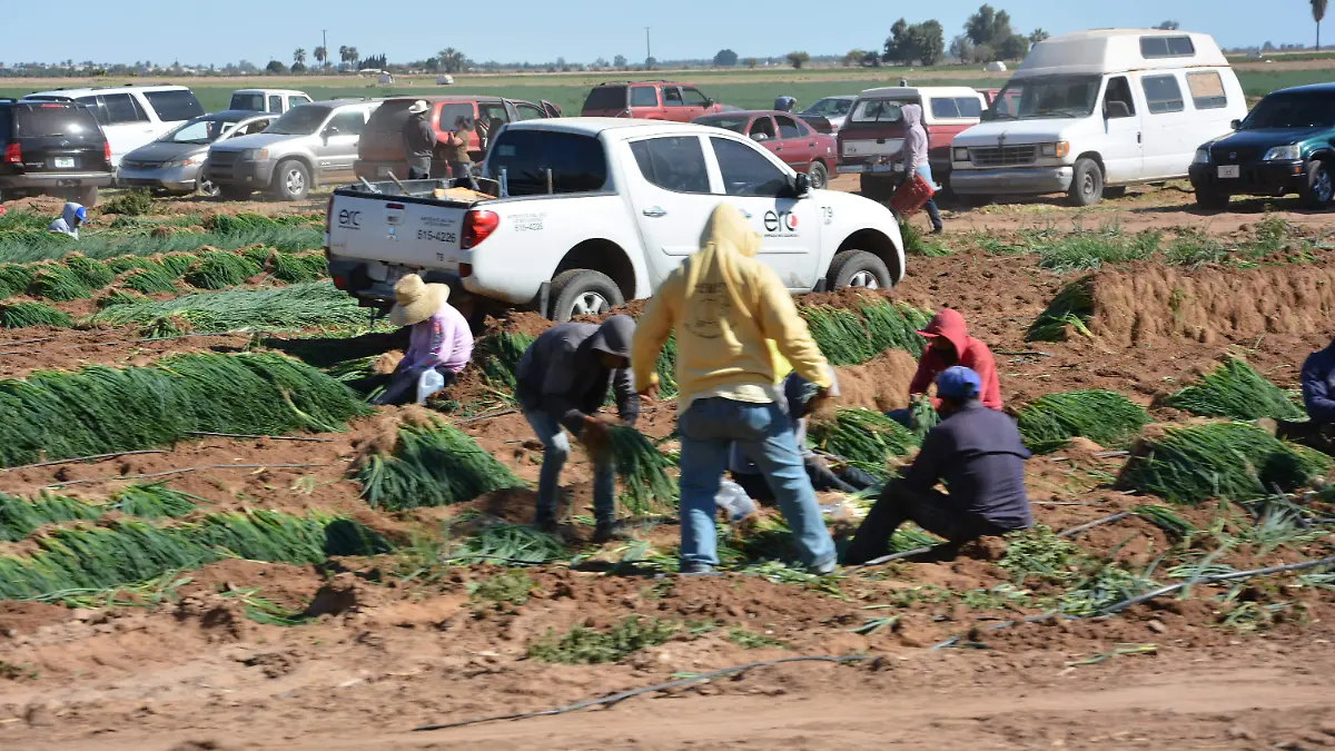 Todo tipo de productos siembran en el valle 
