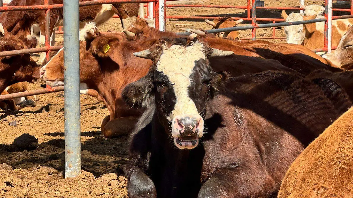 Quieren ganderos reactivarse VF (2)