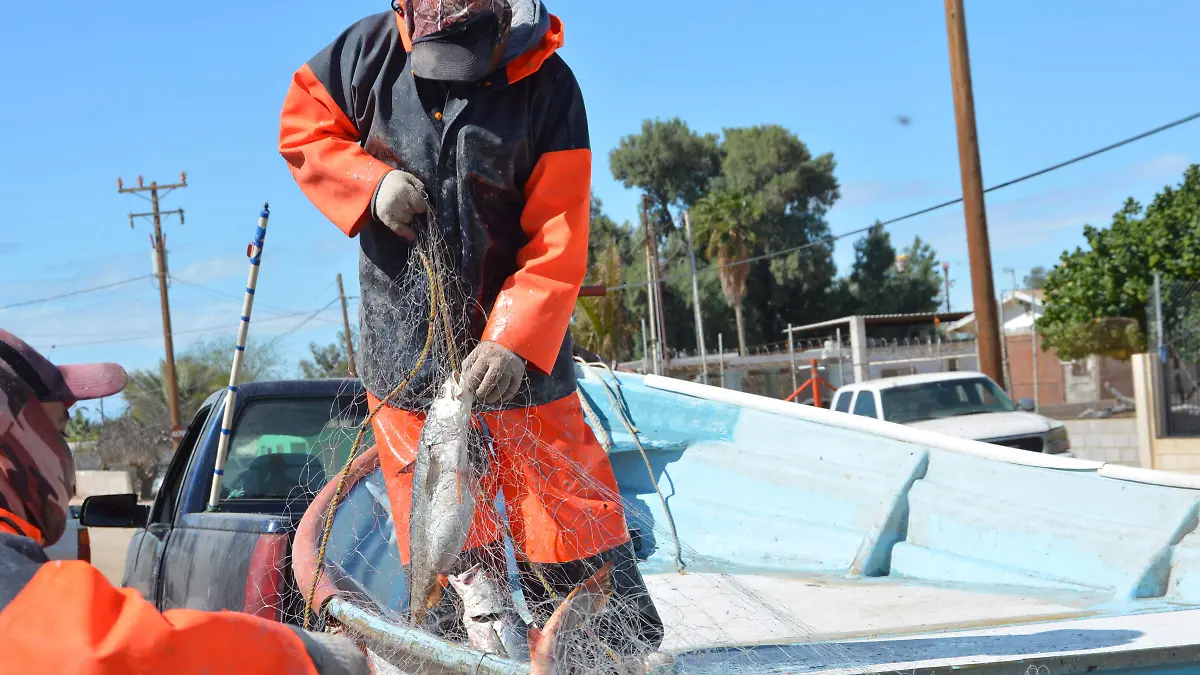 Pesca de la curvina en el Golfo VF (2)