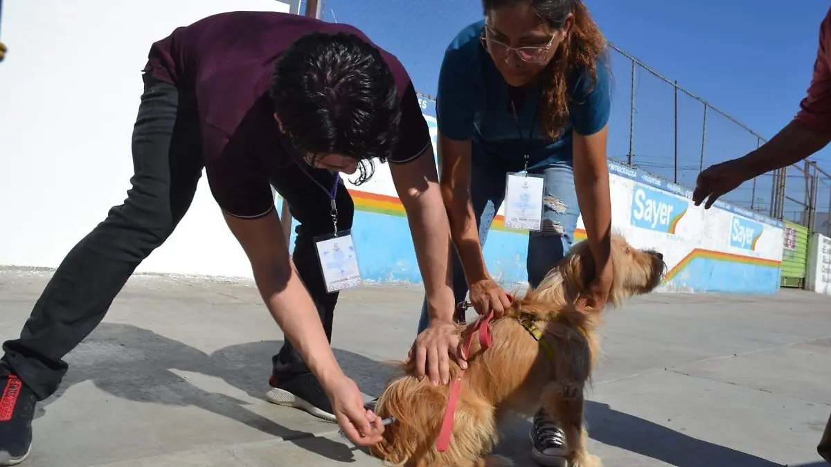 Realizaran jornada de vacunacion antirrabica (3)