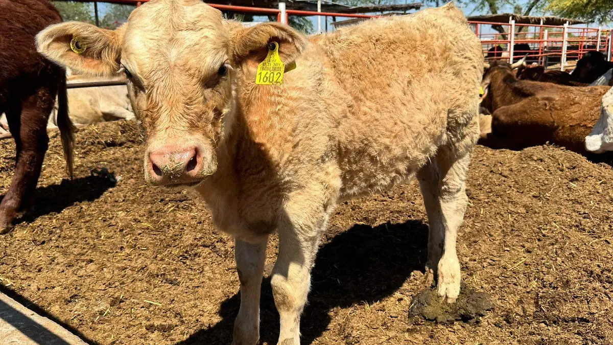 El gobierno del estado anunció una bolsa de 360 millones VF (1)