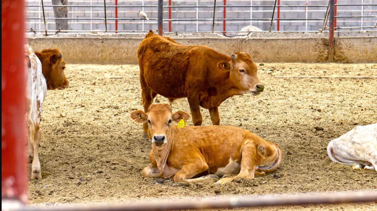 Screenshot 2026-03-25 12.26.36