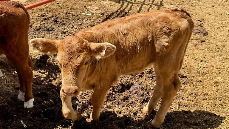 fc055707-63ed-479f-bfea-c1295300c99d