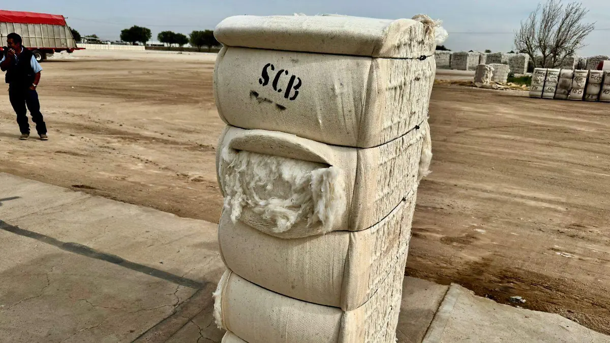 Algodón transgénico VF (1)