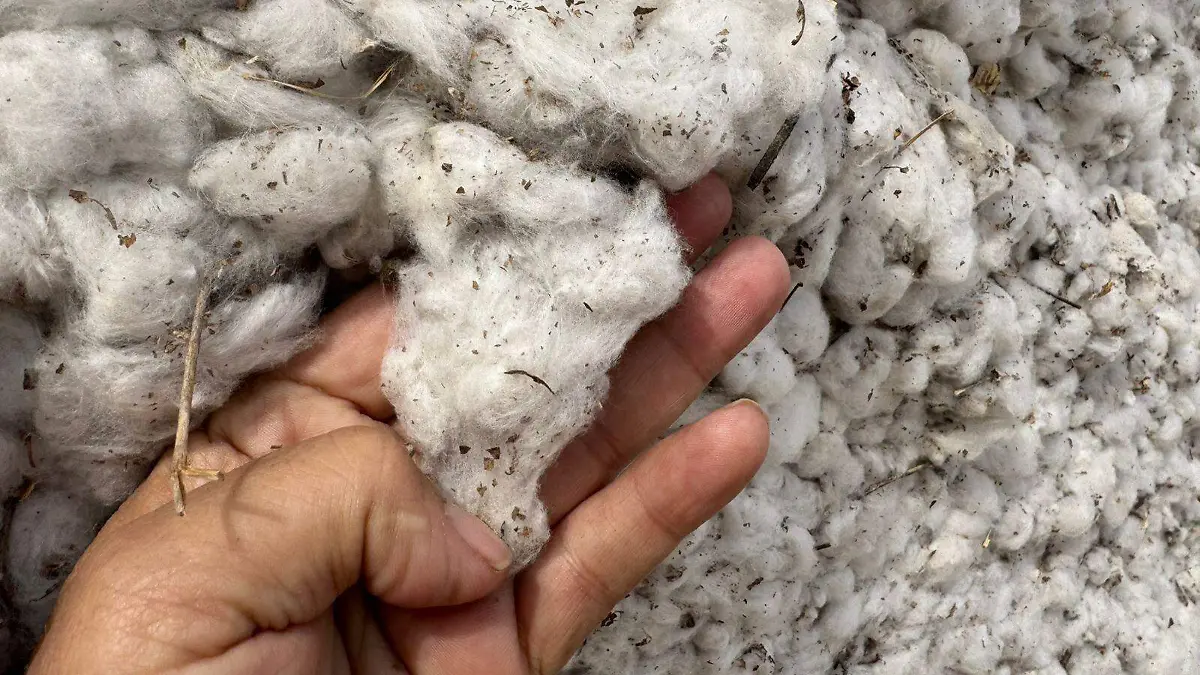Algodón transgénico 