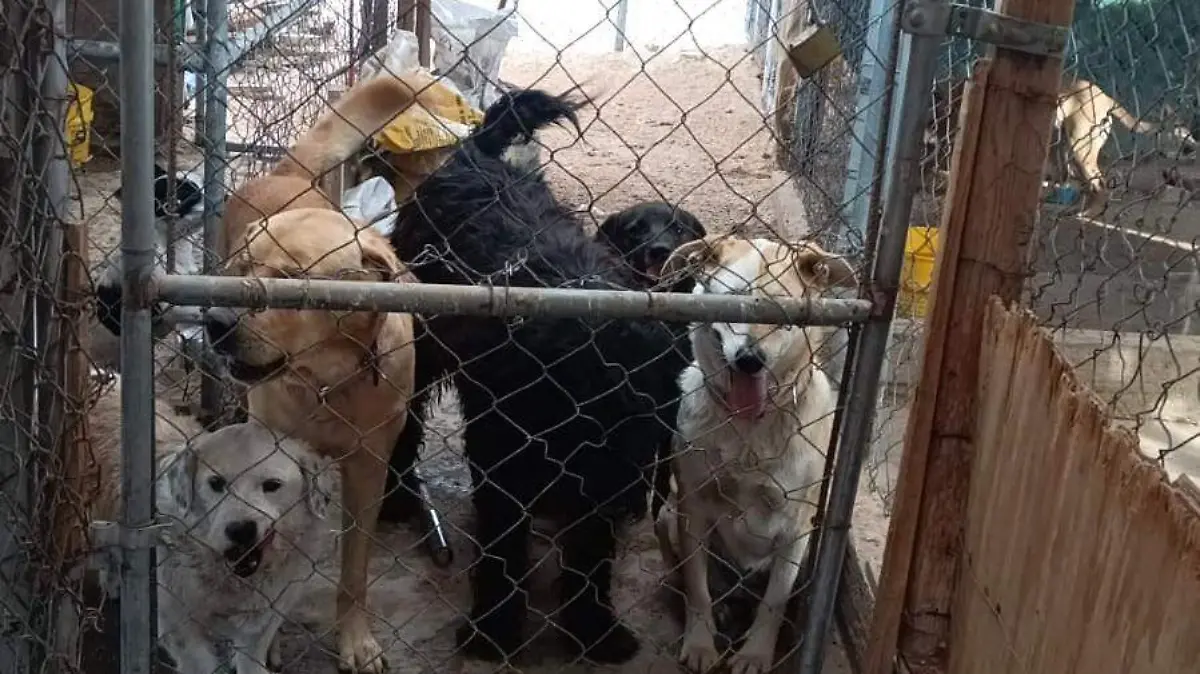 En el albergue Rescate de Angelitos Callejeros  (4)