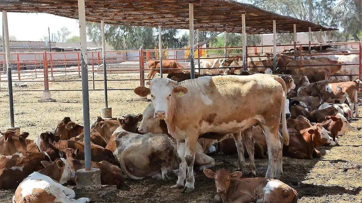 Sonora sin gusano barrenador