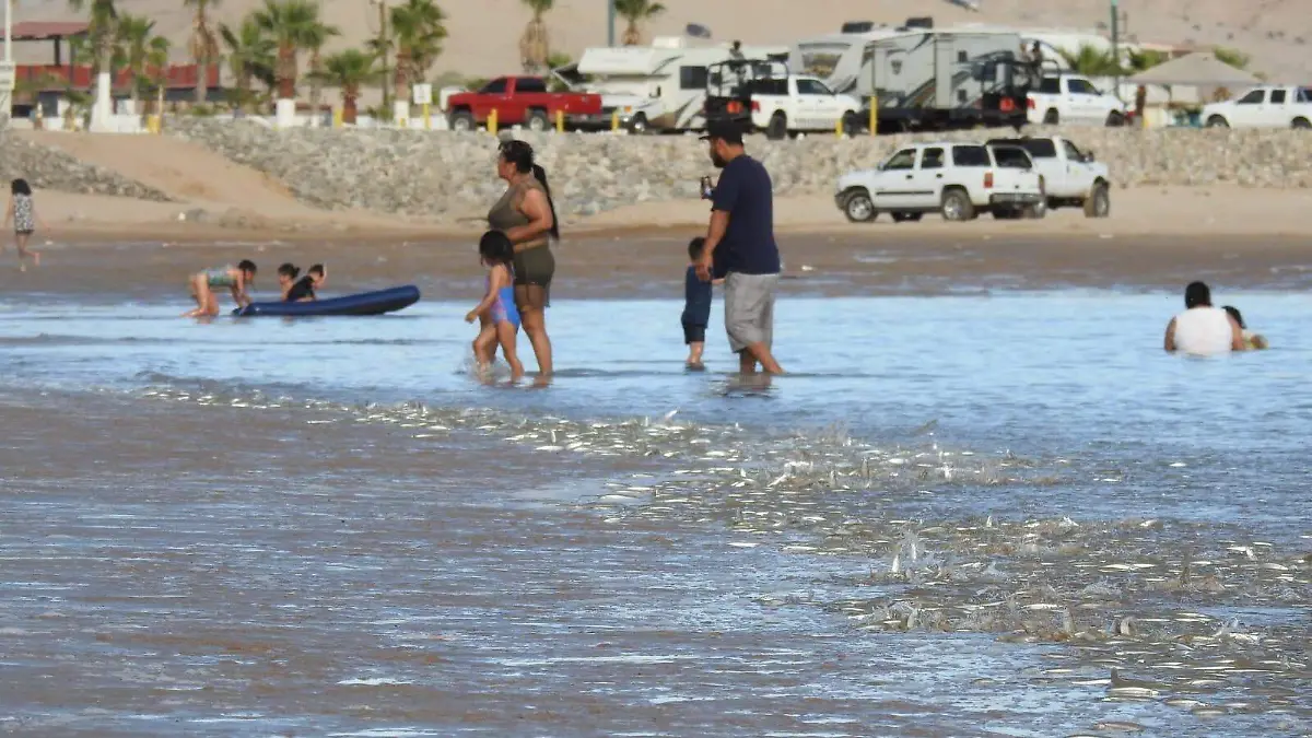 Pejerrey semana santa