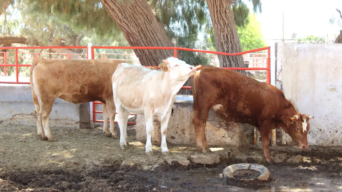 Gusano barrenador en ganado Vf (1)