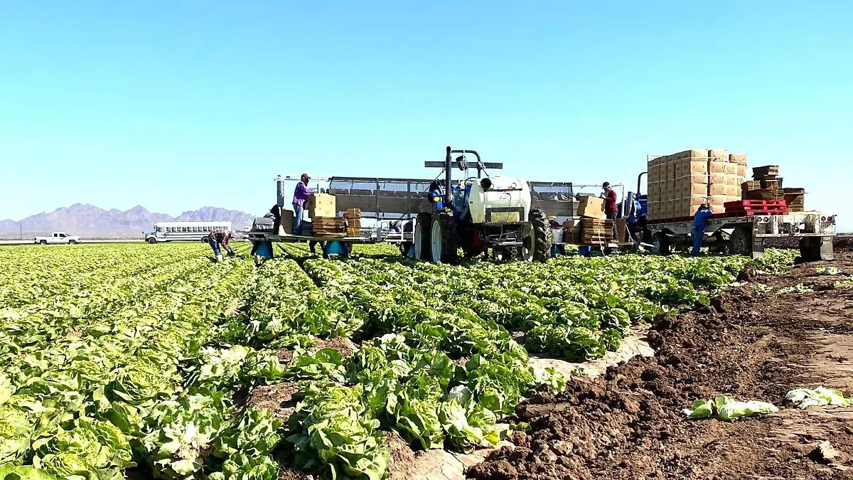 Autoridades de Yuma dicen que no hay larvas VF (2)