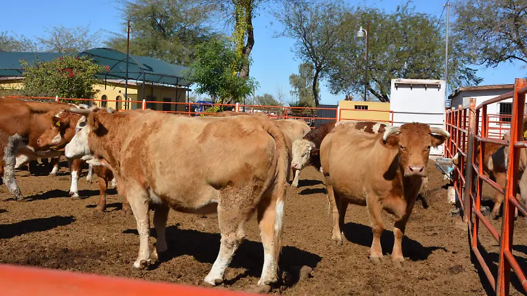 Ganaderos locales participan VF