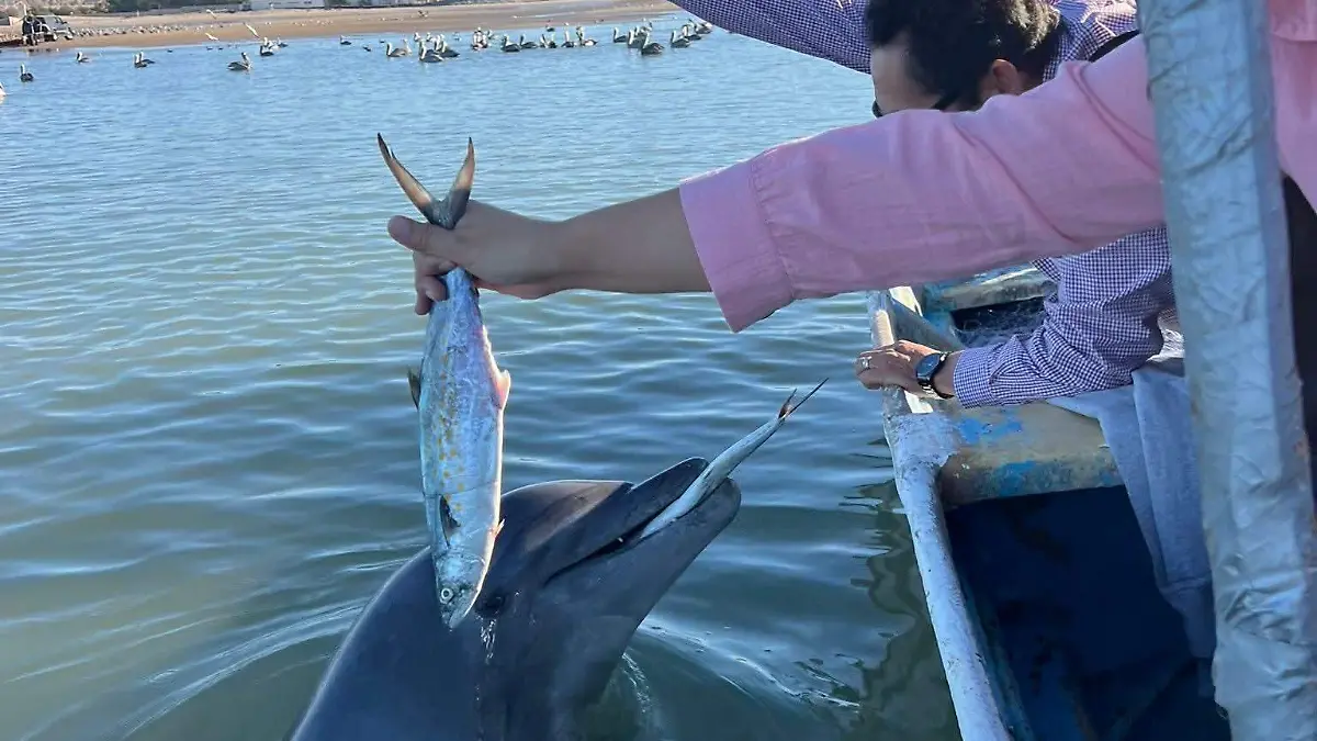 Avistamientos de delfines en el Golfo de Santa Clara (2)