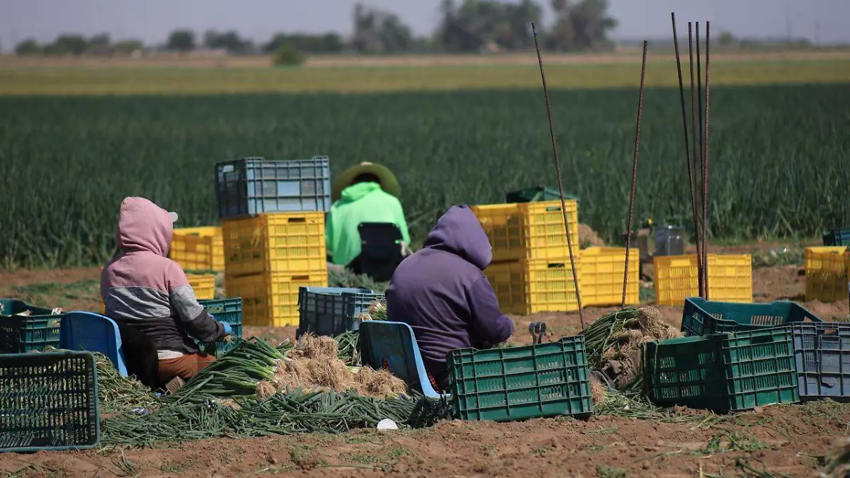 Apoyo a la exportacion de cebollin (2)