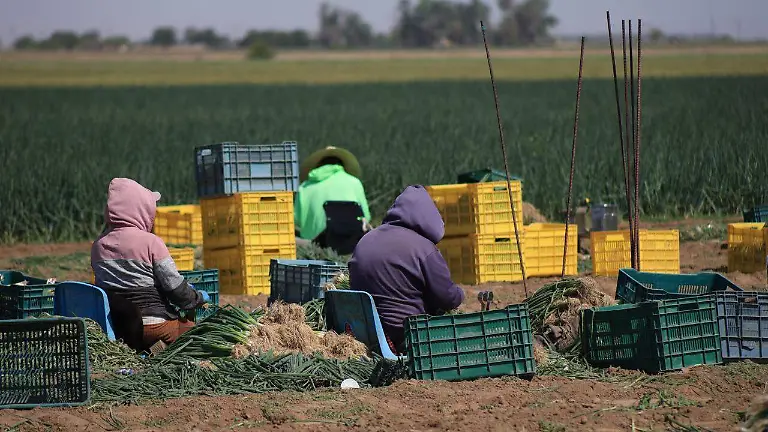 Apoyo a la exportacion de cebollin (2)